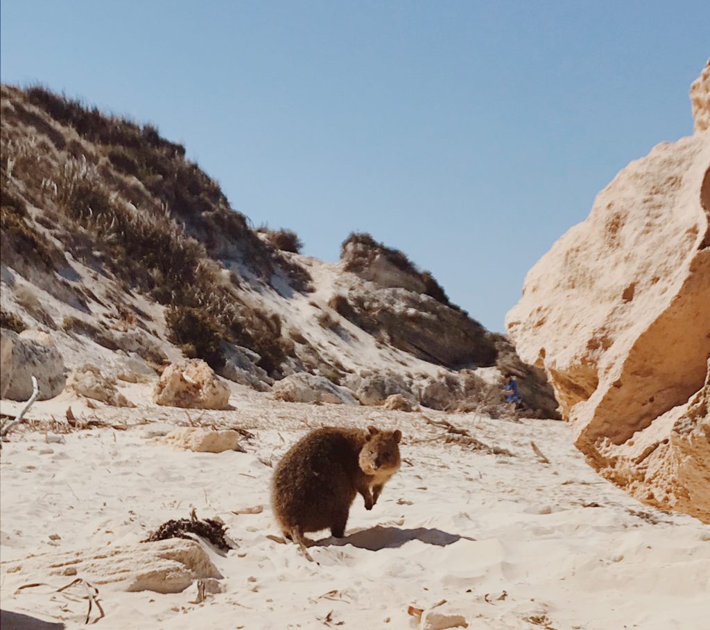 quokka on beach rottnest