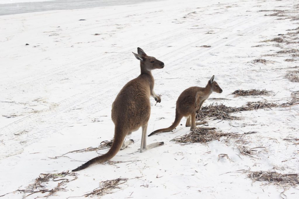 Lucky Bay Kangaroos